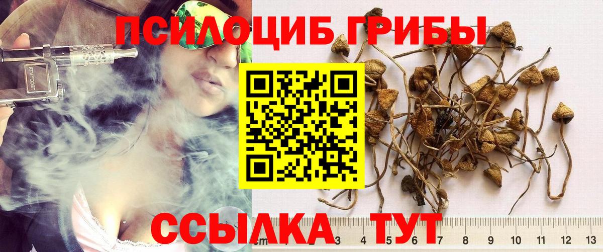 Псилоцибиновые грибы Cubensis Курск