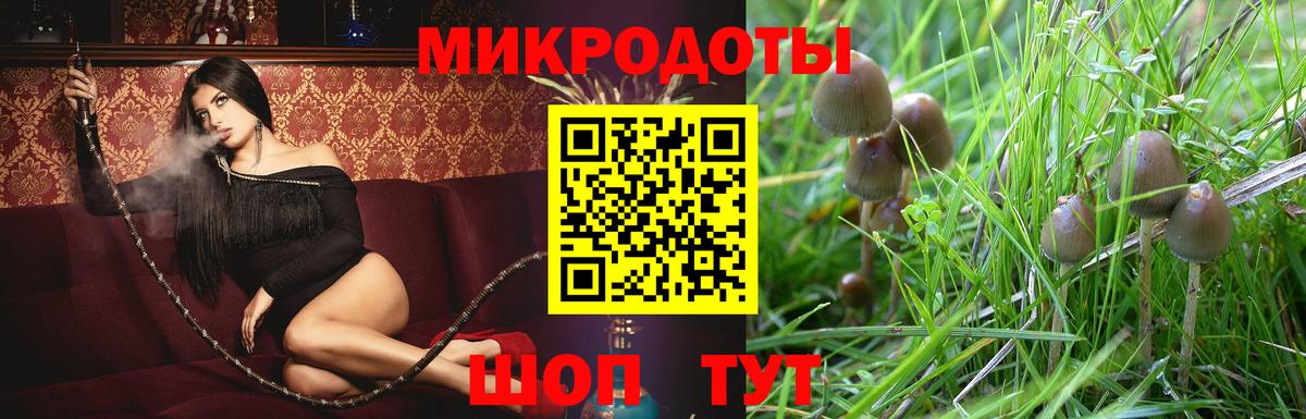 Галлюциногенные грибы Psilocybe Курск